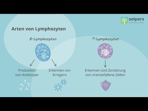 The lymphatic system explained simply 💡 Lymph nodes and lymphocytes (Expert interview)