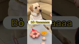 Anjing lucu,Dog#shorts