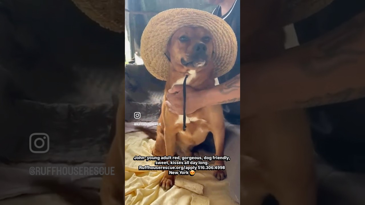 Enlarge John, a Adoptable mixed breed in West Islip, NY video 6/6