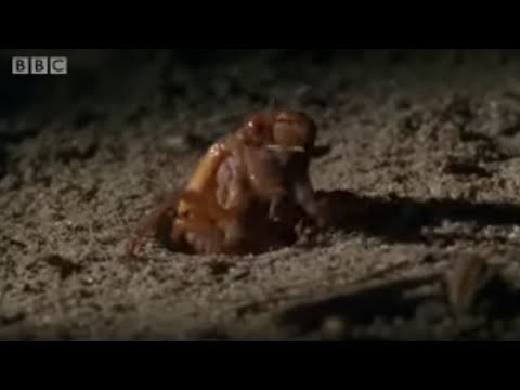 Amazing Cicada Life Cycle | Sir David Attenborough's Life In the Undergrowth | BBC