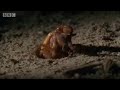 Amazing Cicada Life Cycle | Sir David Attenborough's Life In the Undergrowth | BBC