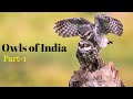 Owls Of India Indian Native Owls And Their Sounds Part 1