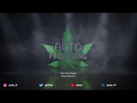 3x3 Auto Flower Grow - Week 2 | Grow Series 2