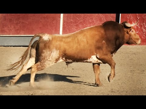 Aldeamayor 2023 Concurso con Toros Bravos