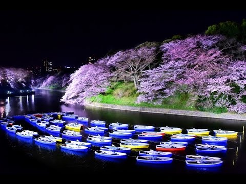 JAPANESE SAKURA TOKYO CHIDORIGAHUCHI