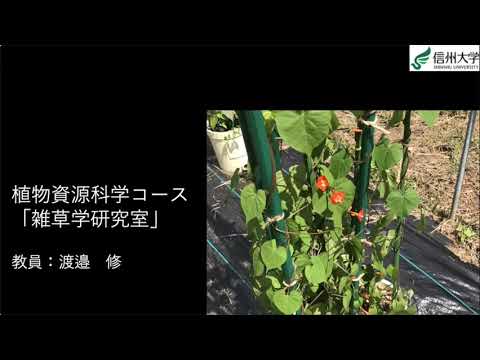 農学生命科学科 【農学部】渡邉修准教授（雑草学研究室）2021オープンラボ動画