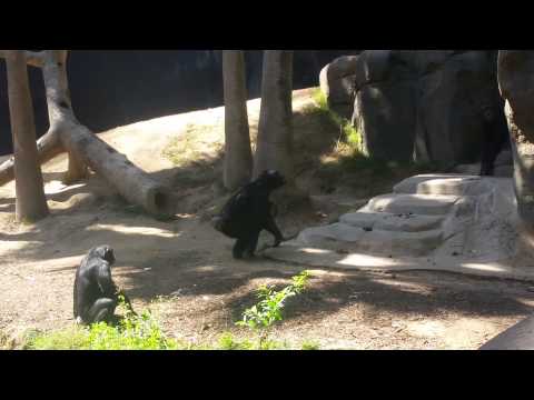 Monkeys going crazy at the L.A. Zoo