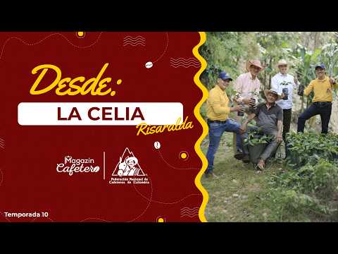 Magazín Cafetero | Temporada 10 - Capítulo 16 | La Celia, Risaralda: pasión por el café