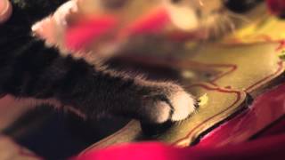 Santa Claws (2014) Video