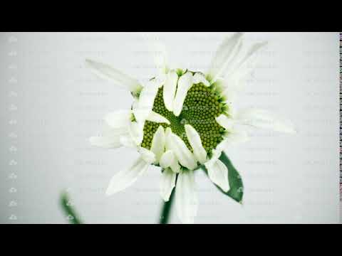 camomile flower growing on white background, time lapse, monochrome