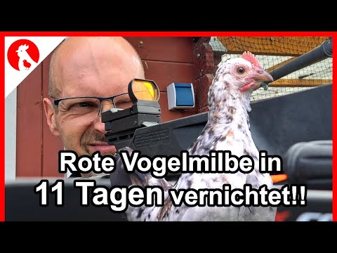 F182 Control of red mites in the chicken coop – in 11 days! It worked!