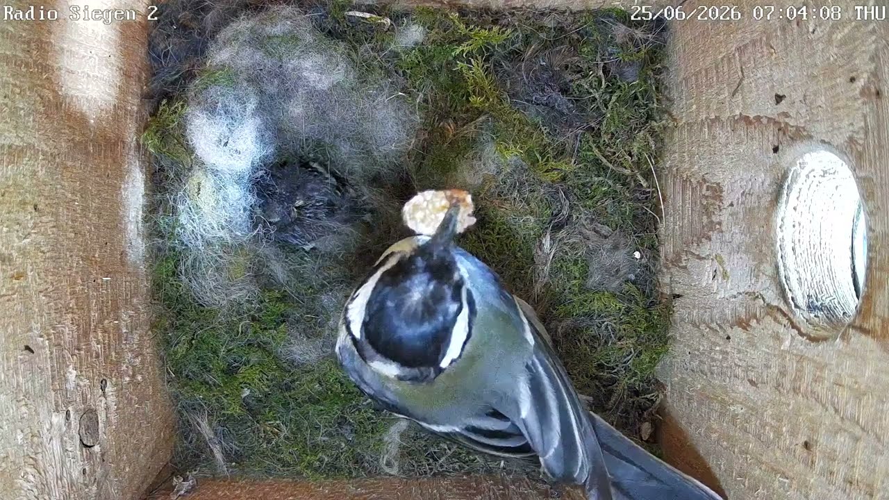 Kohlmeise versucht seit 2 Tagen totes Küken zu füttern