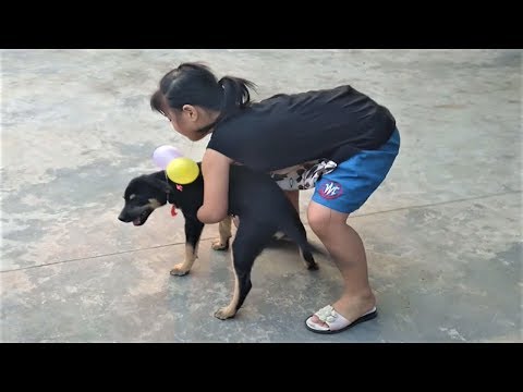 Black Tansu Dog In The Countryside - First Time Playing With 6 Balloons