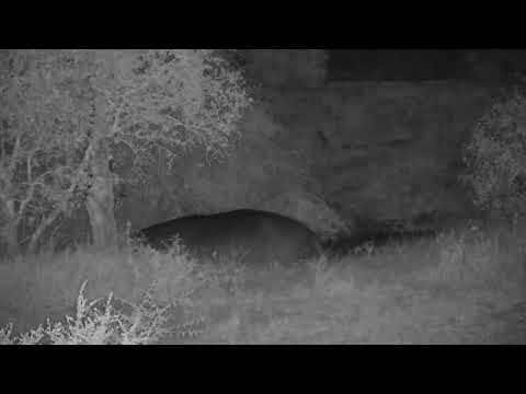 Djuma: Hippo arriving at the dam - 23:33 - 06/18/2023