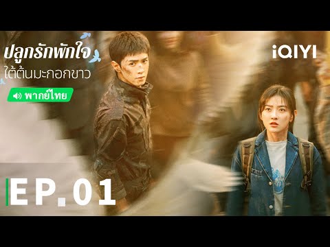EP01 FULL | ปลูกรักพักใจ ใต้ต้นมะกอกขาว (The White Olive Tree) | iQIYI Thailand