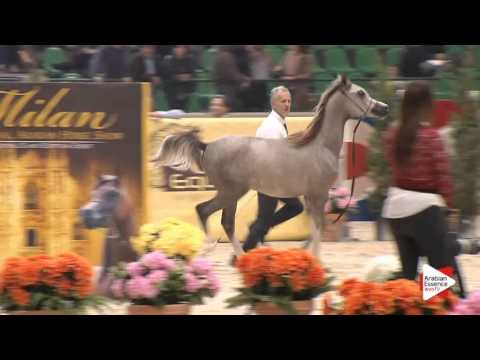 N.44 DUBAI BY ASHIRAF - Milan 2016 - Yearling Colts (Class 4A)
