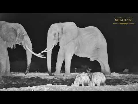 Elephants Fight While Hyenas Watch | Great Plains Conservation