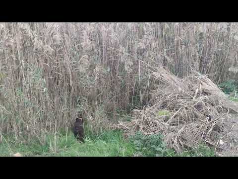 Venus Antrenman. Double turaç!