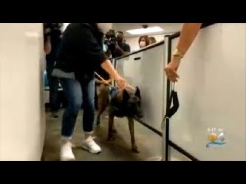 MIA Shows Off First Ever Airport Team Of COVID-Sniffing Dogs