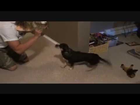 The Joker vs Jericho