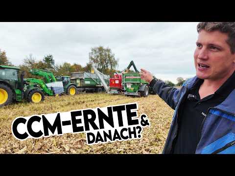 🐄🐖 Mais dreschen & einsilieren und schon wieder Weizen säen 🫣