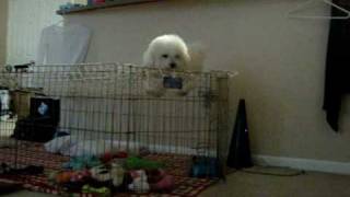 Bichon Frise escape