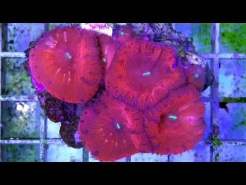 Blastomussa Wellsi @ German Coralfarm