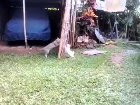 Nandan nath's cats-mimi & pussy