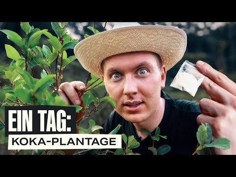 1 Tag auf einer illegalen Kokain-Plantage