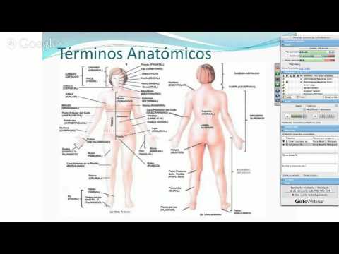 Anatomia 1
