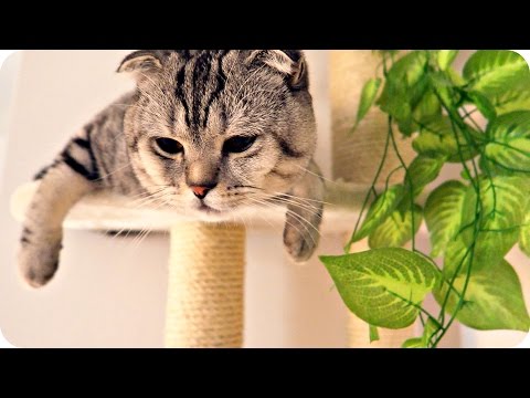 VLOG: ОХ УЖ ЭТА ЛЕНЬ! 20.09.15