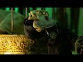 Famished Shell - Trailer