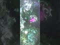 Orphée Suite I The Café Philip Glass Nicolas In Fluid Simulation On A Dying Phone