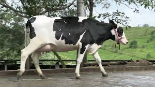 Vídeo 3 - 1º LEILÃO ANUAL SITIO TIMOTEO | VACAS 3/4 E 7/8