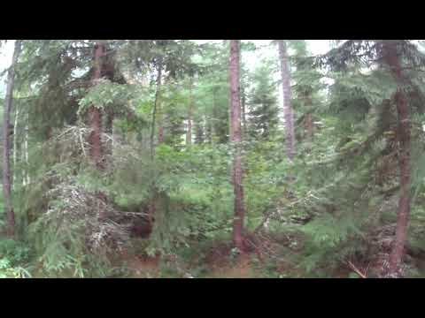 Metsolan Metsäkoulu 73, Lehtikuusen juurella.