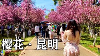 Video : China : The cherry blossoms on YuanTong Mountain, KunMing, YunNan province