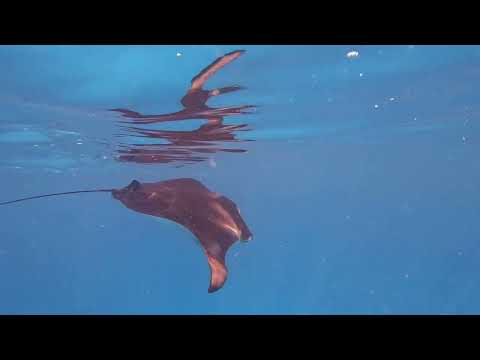 Videos del Boutique Beach Diving 4★ en Dhigurah, MaldivasVer MásVerPrecios8CerrarConsulta por Whatsapp 🇦🇷BookingTripadvisorExpediaAgodaSkyscannerKayakHotelesTurismocity