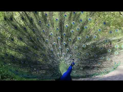 Blauer Pfau schreit und schlägt sein Rad Pfaueninsel Berlin 2016