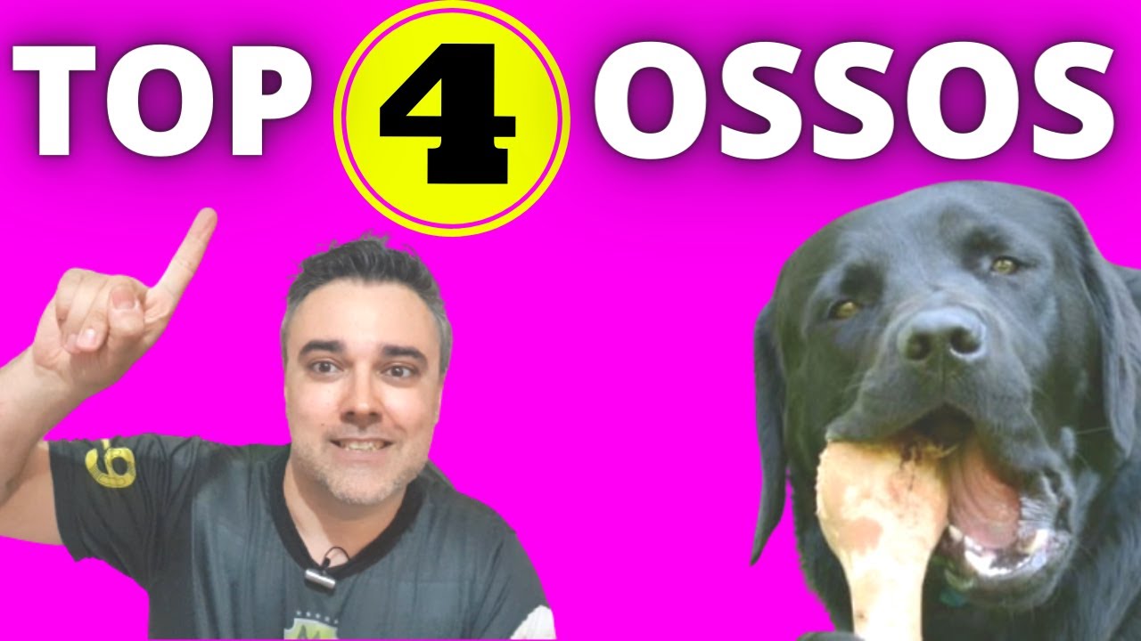 TOP 4 OSSOS PARA DAR AOS CÃES! Posso dar ossos aos cães