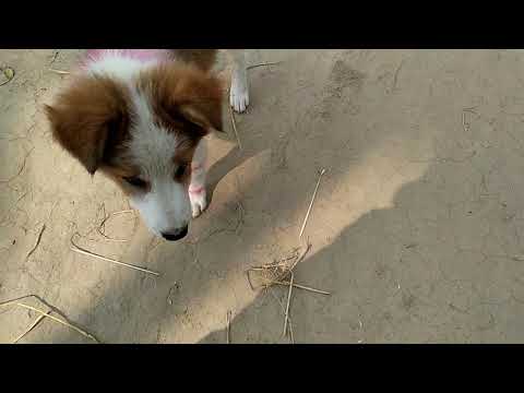 Perfect Fetch Training to Rex By Mridul