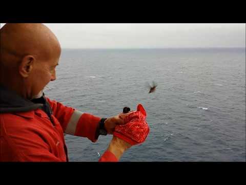 On a drilling rig during the humming bird migration 2-21-15