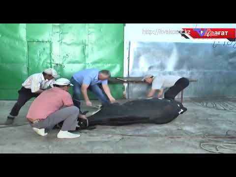 Шығару бағдарламасы "Кун" 28 шілдедегі 2020 ж.