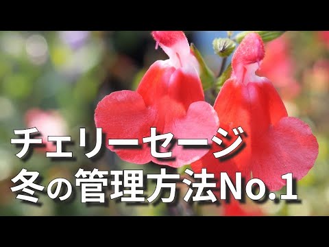 園芸 大輪セージ、リンドウセージ