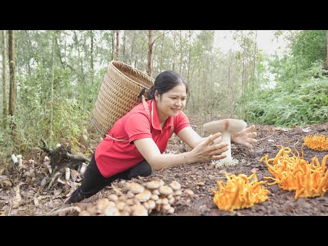 Farm Life: Harvesting Giant Rare Mushrooms in the Forest