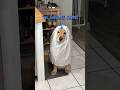 *while supplies last - goldenbearollie *while supplies last