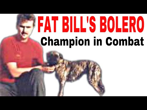 FAT BILL'S BOLERO - The Female Pit Bull Champion in Combat - History of Fighting Dogs #pitbull #bull