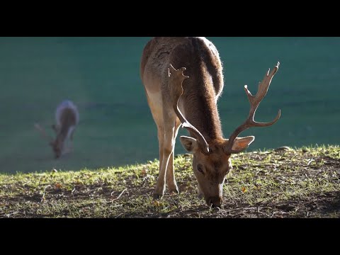 Selvaggina del Ducato di Parma e Piacenza