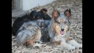 Lind Mini Aussie Puppy Mill Rescue