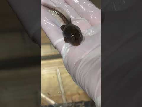 好奇心旺盛:都会のカエルはセクシーに歌う