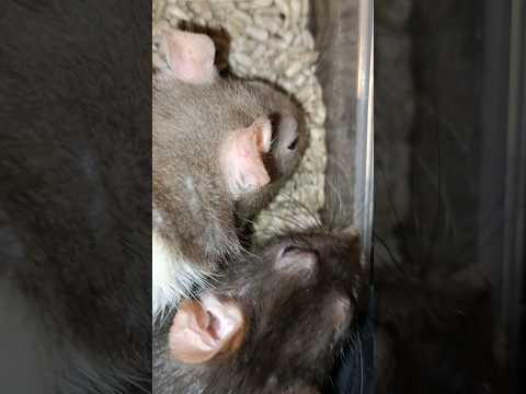 Bubble And Squeak Eating Sunflower Seeds!